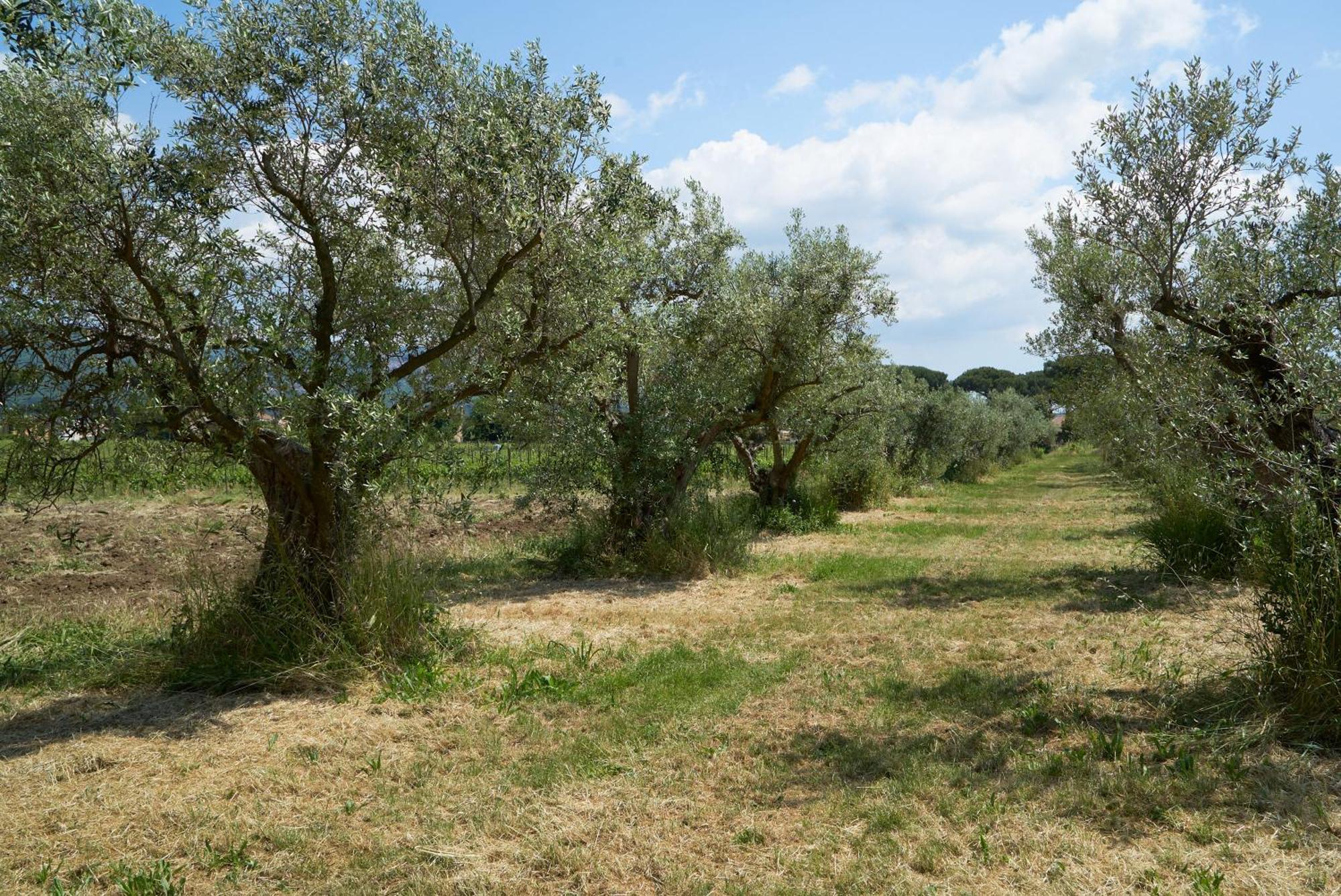 Villa Cavalletti Grottaferrata Exterior photo