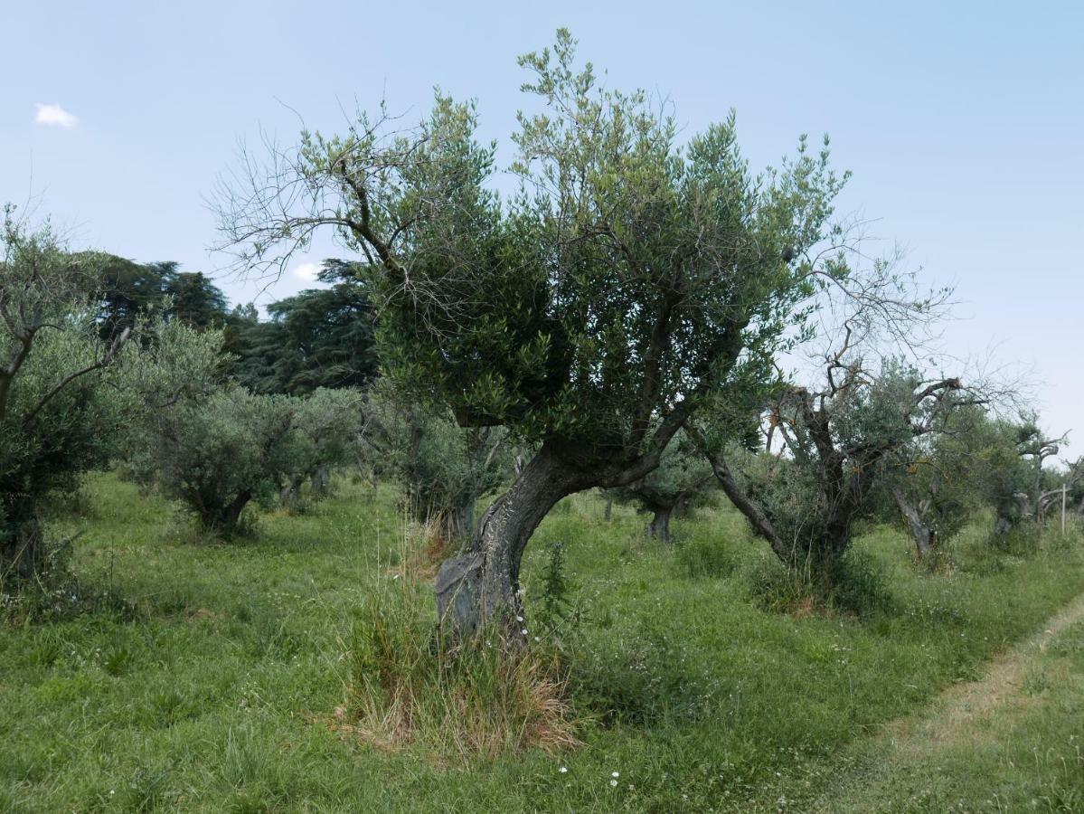 Villa Cavalletti Grottaferrata Exterior photo